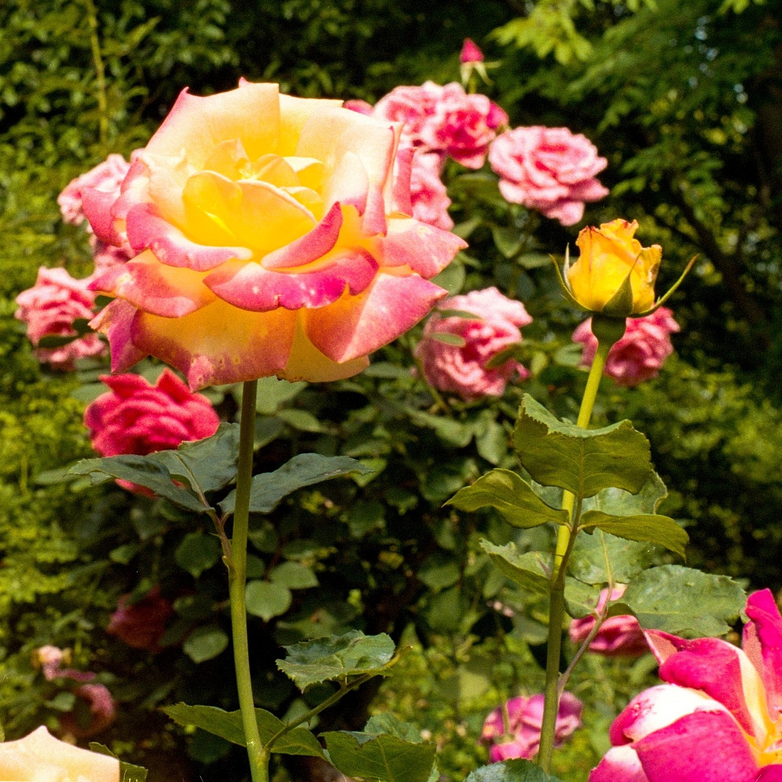 Flor